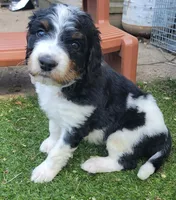Dotty, a female Golden Mountain Doodle for sale in Mundelein, IL – 3 of 10