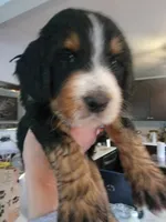 Major Tom , a male Golden Mountain Doodle for sale in Mundelein, IL – 2 of 3