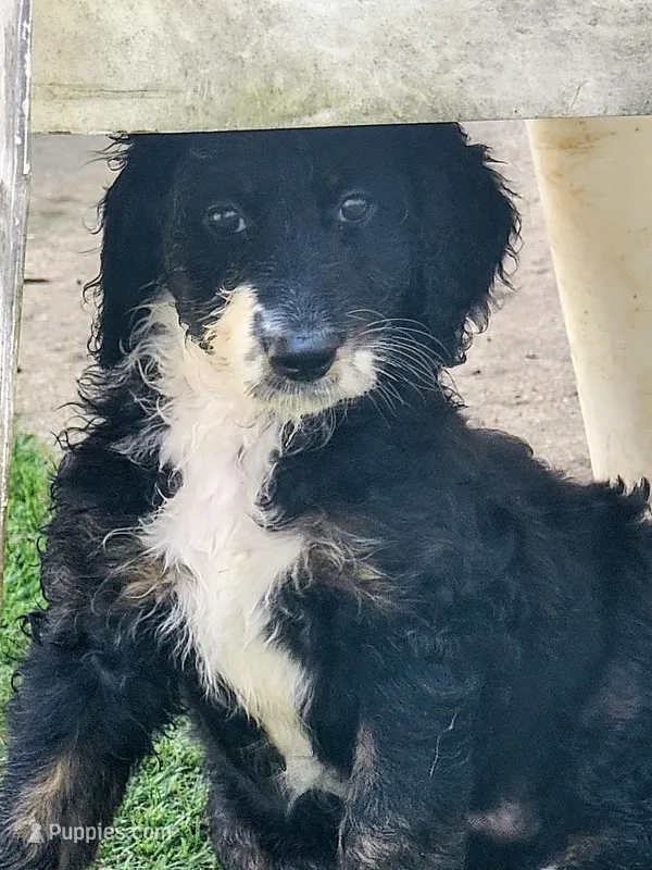 Livi – Golden Mountain Doodle puppy for sale in Mundelein, IL