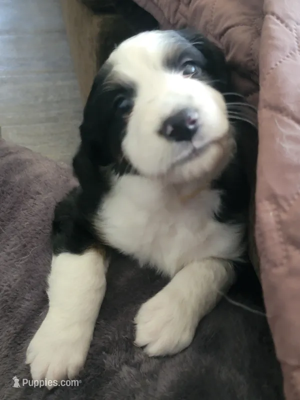 Patsey  – Golden Mountain Doodle puppy for sale in Mundelein, IL