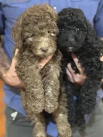 Max, a male Poodle - Miniature  for sale in Flora, IL – Photo 2 of 3