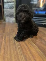 Ginger, a male Poodle - Miniature  for sale in Flora, IL – Photo 2 of 5