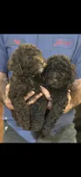 Ginger, a male Poodle - Miniature  for sale in Flora, IL – Photo 5 of 5