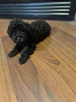 Ginger, a male Poodle - Miniature  for sale in Flora, IL – Photo 1 of 5