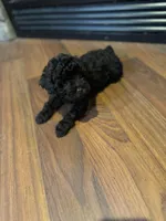 Ginger, a male Poodle - Miniature  for sale in Flora, IL – Photo 3 of 5