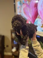 Silas, a male Poodle - Miniature  for sale in Flora, IL – Photo 2 of 4