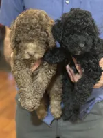 Silas, a male Poodle - Miniature  for sale in Flora, IL – Photo 4 of 4