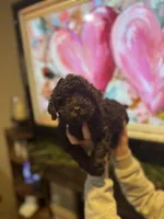 Silas, a male Poodle - Miniature  for sale in Flora, IL – Photo 1 of 4