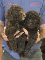 Silas, a male Poodle - Miniature  for sale in Flora, IL – Photo 3 of 4