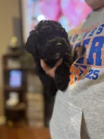 Coal, a male Poodle - Miniature  for sale in Flora, IL – Photo 1 of 5