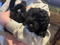 Coal, a male Poodle - Miniature  for sale in Flora, IL – Photo 3 of 5