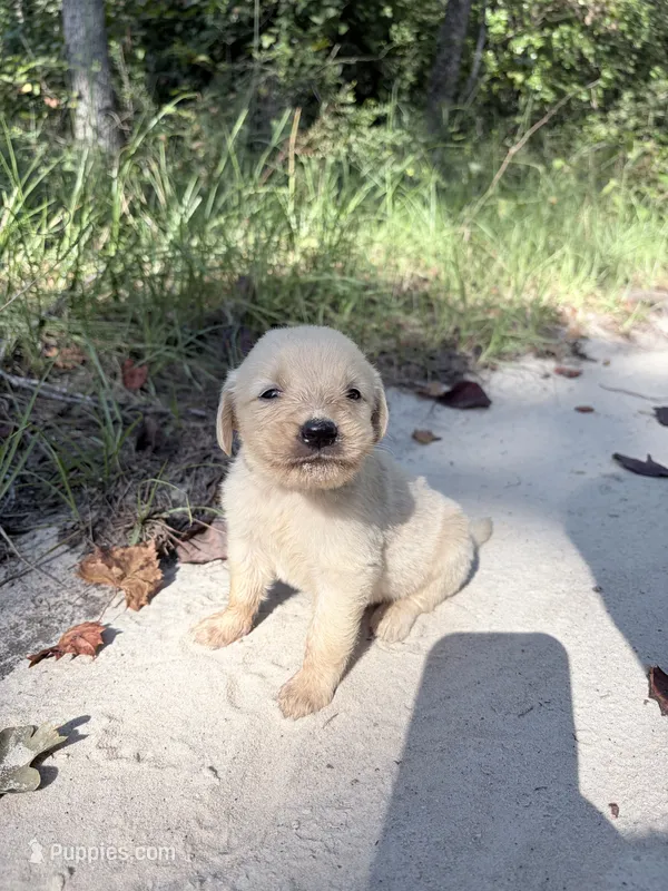 Blue  – Golden Retriever puppy for sale in Dearing, GA