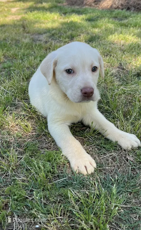 Snowball, a female Labrador Retriever for sale in Dearing, GA – Photo 1 of 1