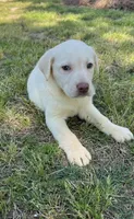 Snowball, a female Labrador Retriever for sale in Dearing, GA – 1 of 1