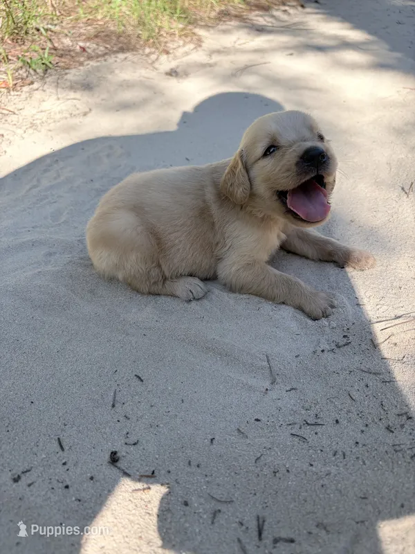 Pink  – Golden Retriever puppy for sale in Dearing, GA