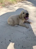 Pink , a female Golden Retriever for sale in Dearing, GA – 1 of 3
