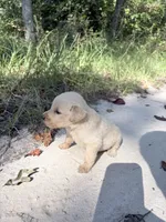 Blue , a male Golden Retriever for sale in Dearing, GA – 2 of 3