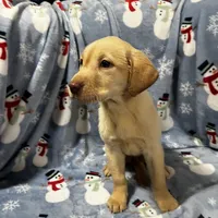 Sandie, a female Labrador Retriever for sale in Dearing, GA – Photo 2 of 2