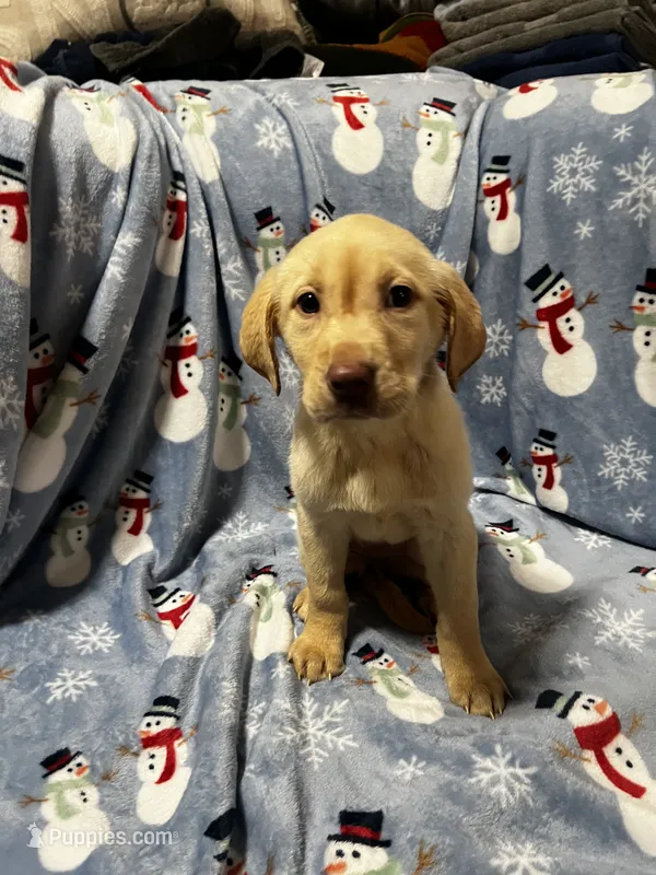 Sandie – Labrador Retriever puppy on hold in Dearing, GA