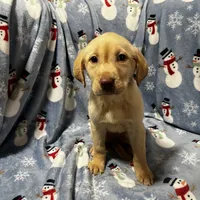 Sandie, a female Labrador Retriever for sale in Dearing, GA – Photo 1 of 2