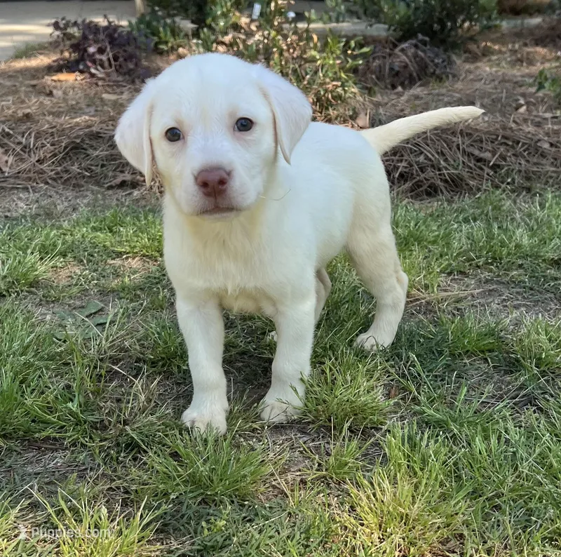 Champ – Labrador Retriever puppy for sale in Dearing, GA