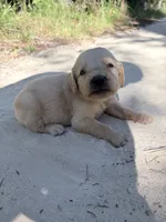 Pink , a female Golden Retriever for sale in Dearing, GA – 2 of 3