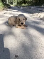 Pink , a female Golden Retriever for sale in Dearing, GA – 3 of 3