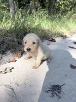 Blue , a male Golden Retriever for sale in Dearing, GA – 3 of 3