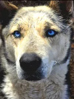 Echo & Steel, a female German Shepherd Dog and Siberian Husky for sale in Ash Grove, MO – 1 of 6