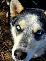 Echo & Steel, a female German Shepherd Dog and Siberian Husky for sale in Ash Grove, MO – 6 of 6