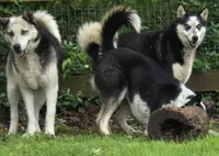 Echo & Steel, a female German Shepherd Dog and Siberian Husky for sale in Ash Grove, MO – 5 of 6
