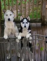 Echo & Steel, a female German Shepherd Dog and Siberian Husky for sale in Ash Grove, MO – 2 of 6