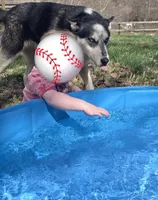 Echo & Steel, a female German Shepherd Dog and Siberian Husky for sale in Ash Grove, MO – 4 of 6