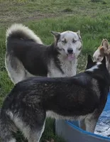 Echo & Steel, a female German Shepherd Dog and Siberian Husky for sale in Ash Grove, MO – 3 of 6