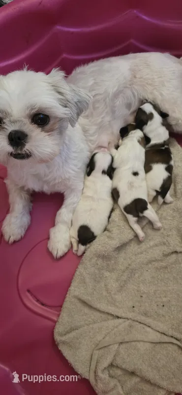 Puppy 2 – Shih Tzu puppy for sale in Chicago, IL