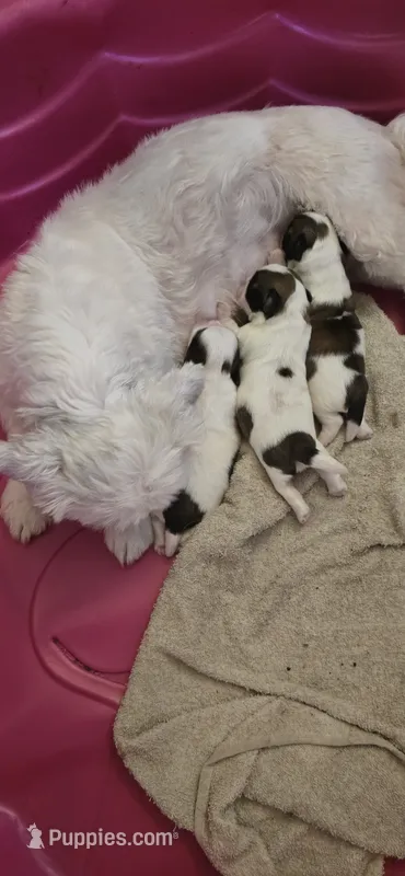 Puppy 1 – Shih Tzu puppy for sale in Chicago, IL