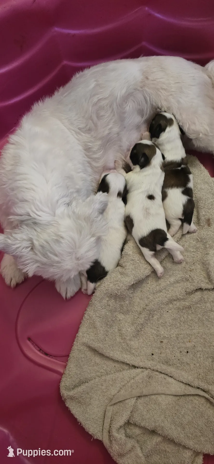 Puppyページです。 Puppy 1 – Shih Tzu Puppy for Sale in Chicago, IL | Puppies.com