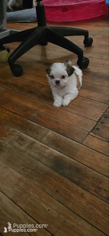 Puppy 2 – Shih Tzu puppy for sale in Chicago, IL