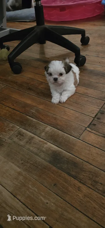 Puppy 2 – Shih Tzu puppy for sale in Chicago, IL