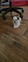 Puppy 2, a female Shih Tzu for sale in Chicago, IL – 1 of 1
