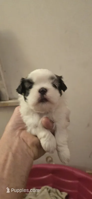 Puppy 2 – Shih Tzu puppy for sale in Chicago, IL