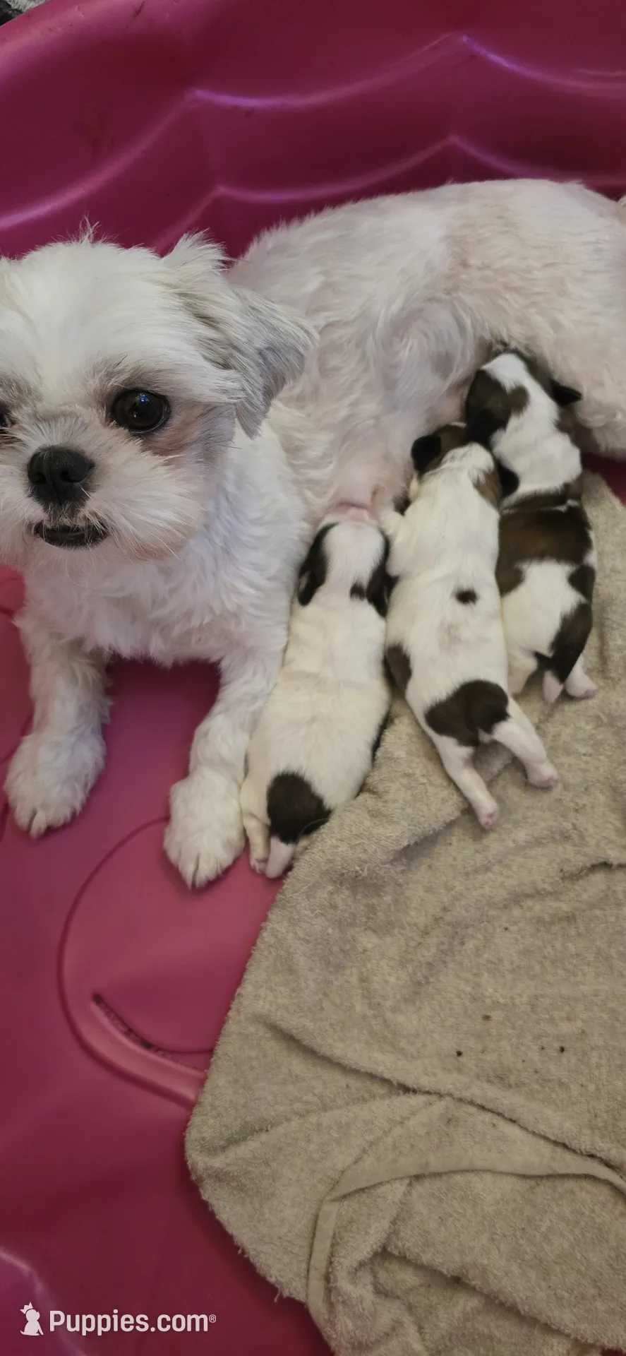 Puppyページです。 Puppy 3 – Shih Tzu Puppy for Sale in Chicago, IL | Puppies.com