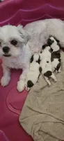Puppy 3, a female Shih Tzu for sale in Chicago, IL – 1 of 2