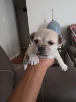 Maxine , a female Chihuahua for sale in Florissant, MO – Photo 1 of 4