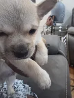 Maxine , a female Chihuahua for sale in Florissant, MO – Photo 4 of 4