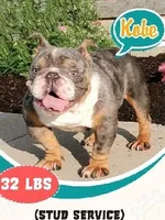 Bella, a female English Bulldog and Beagle for sale in Cincinnati, OH – 9 of 9