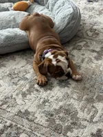 Bella, a female English Bulldog for sale in Cincinnati, OH – 4 of 9