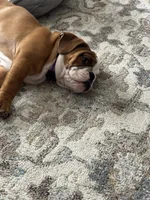 Bella, a female English Bulldog for sale in Cincinnati, OH – 6 of 9