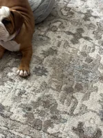 Bella, a female English Bulldog for sale in Cincinnati, OH – 3 of 9
