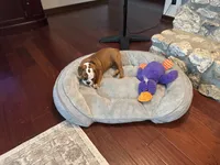 Bella, a female English Bulldog and Beagle for sale in Cincinnati, OH – 7 of 9